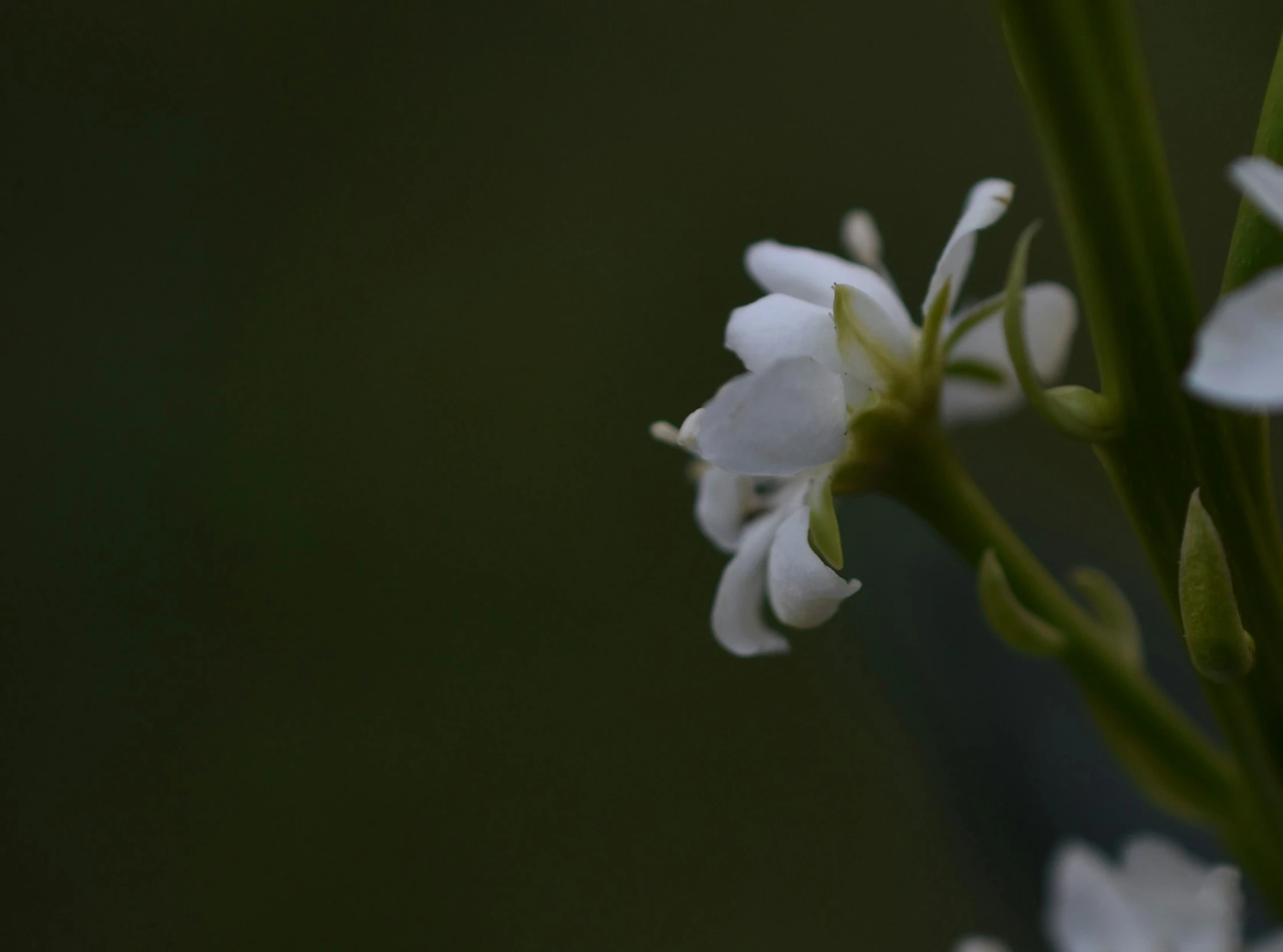 a nch with white flowers with lots of buds