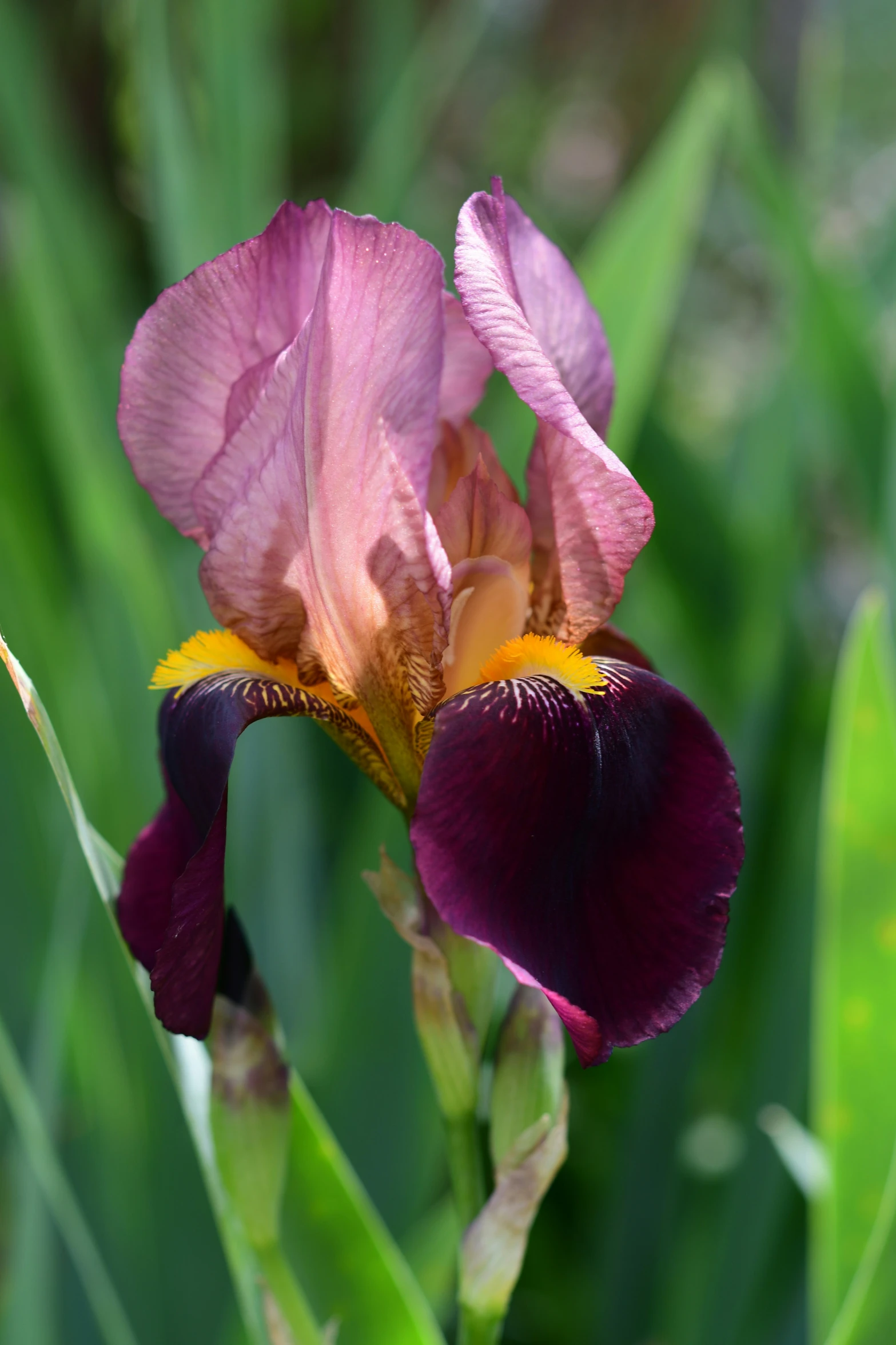 two purple flowers with yellow centers in front of green grass