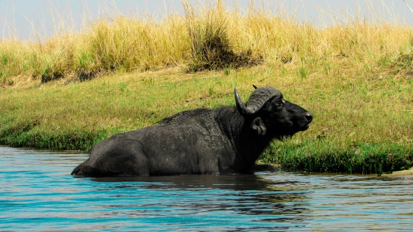 a large animal taking a bath in the river
