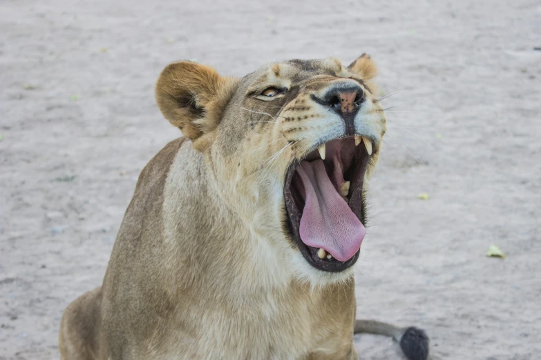 a lion yawning with its mouth wide open