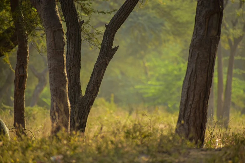 a ze standing in the middle of the woods with trees around