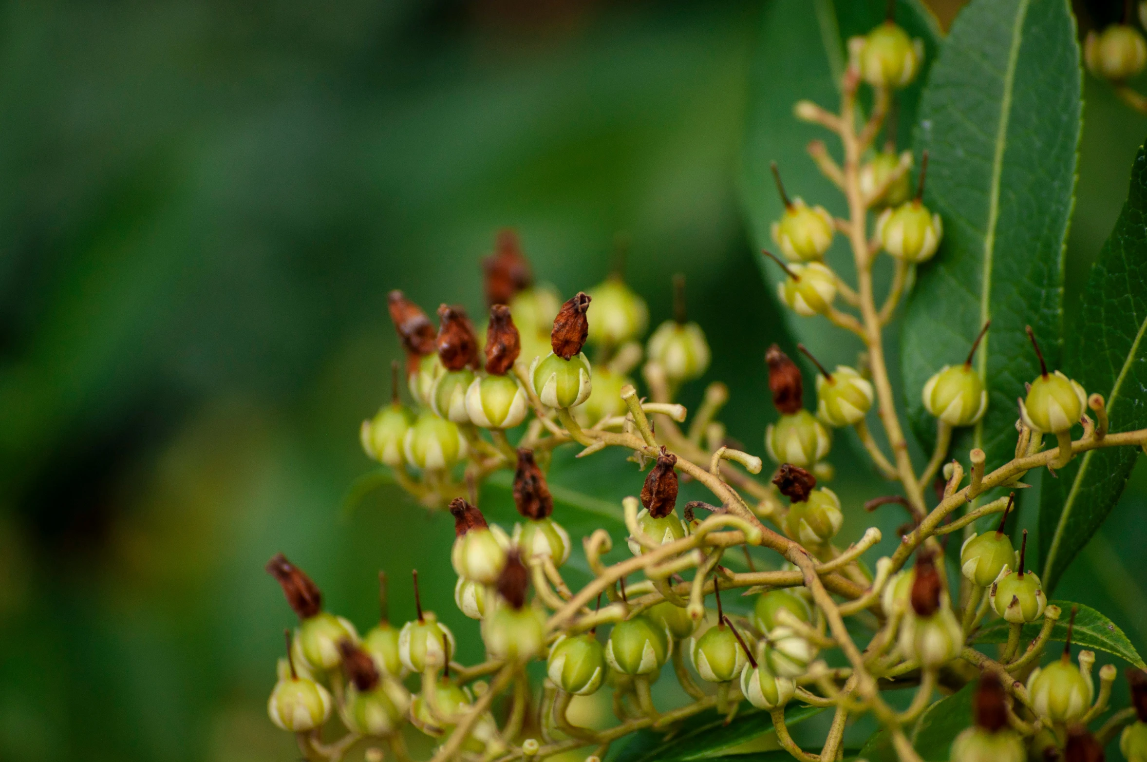 small buds on a plant in the foreground