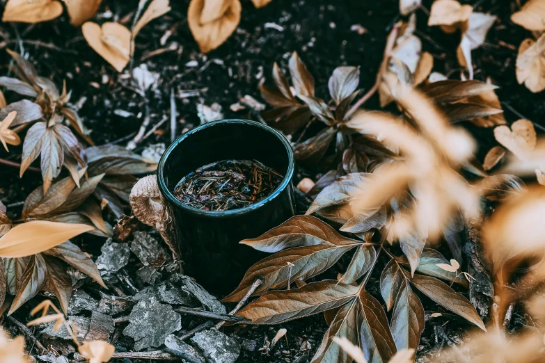 a cup of ice sits among leaves in the cold