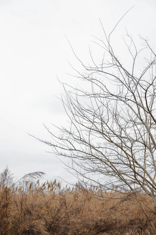 a lone red bird standing in the dry grass