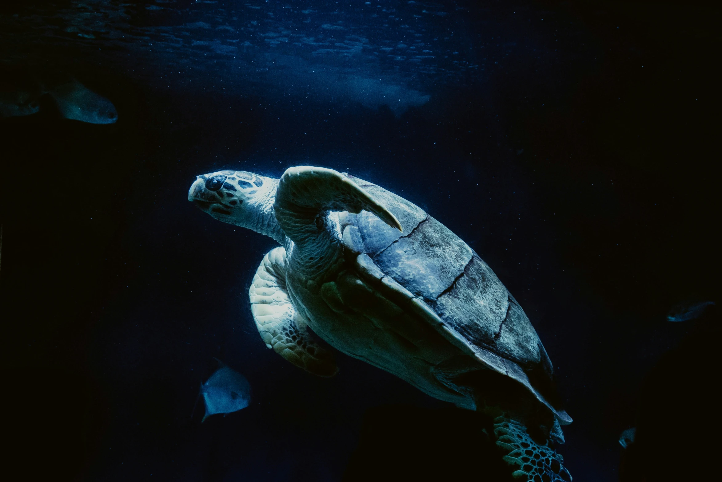 a green sea turtle swimming over the water