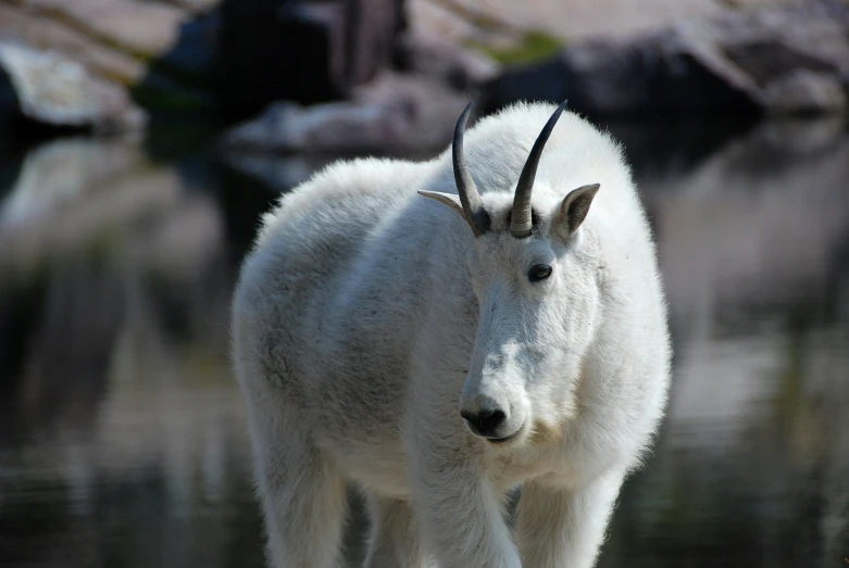 the long - haired mountain goat looks out for predators