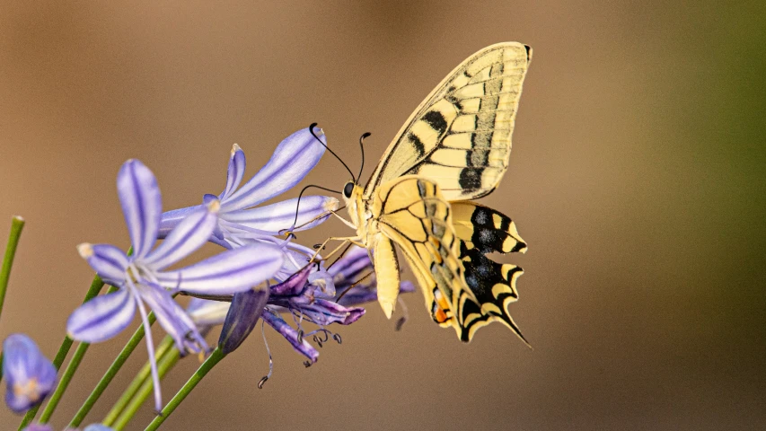 a erfly perches on an purple flower