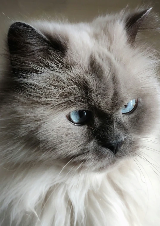 blue eyed cat sitting with long white hair