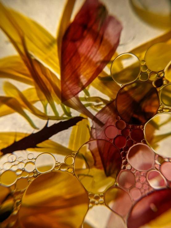 a group of flowers with dew drops on them