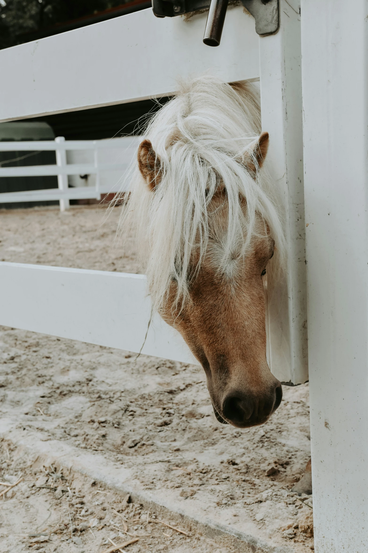 horse sticking its head through an open fence gate