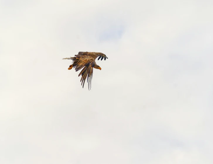 a large bird flying in the air with clouds