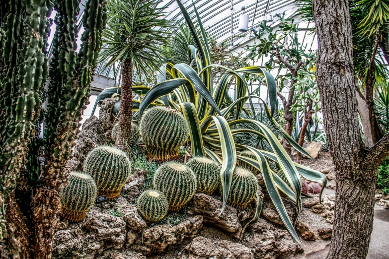 an array of cactus's and succulents in a greenhouse