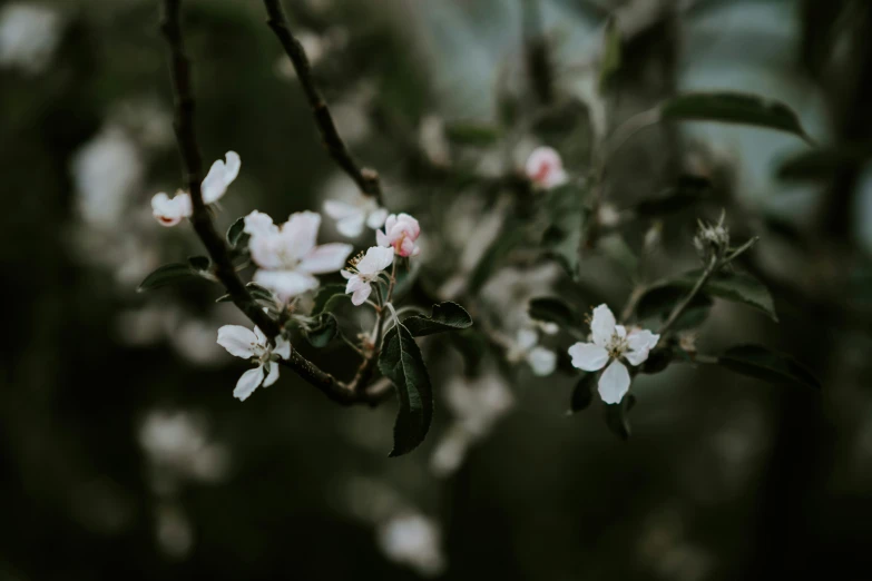 flowers that are on a tree next to some bushes