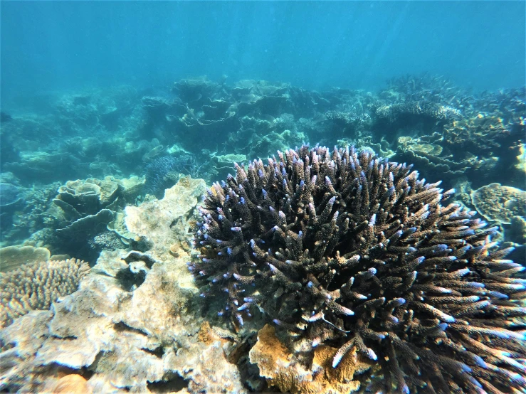 a coral that is on the side of the water