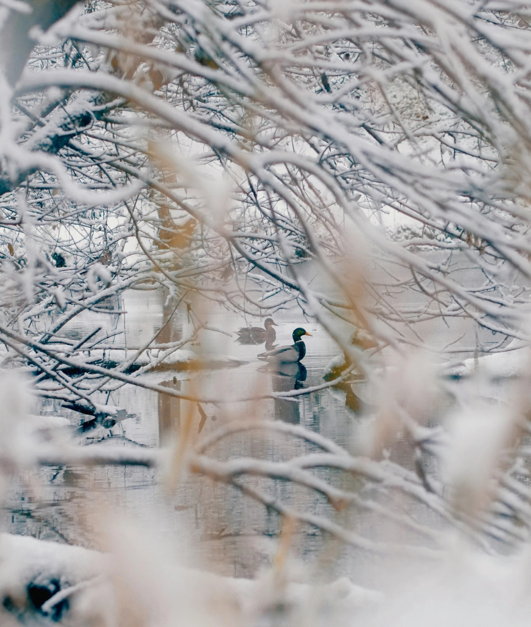 a blurry view of a snow covered tree