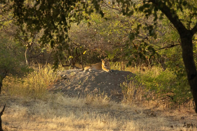 an image of some animals hiding in the trees