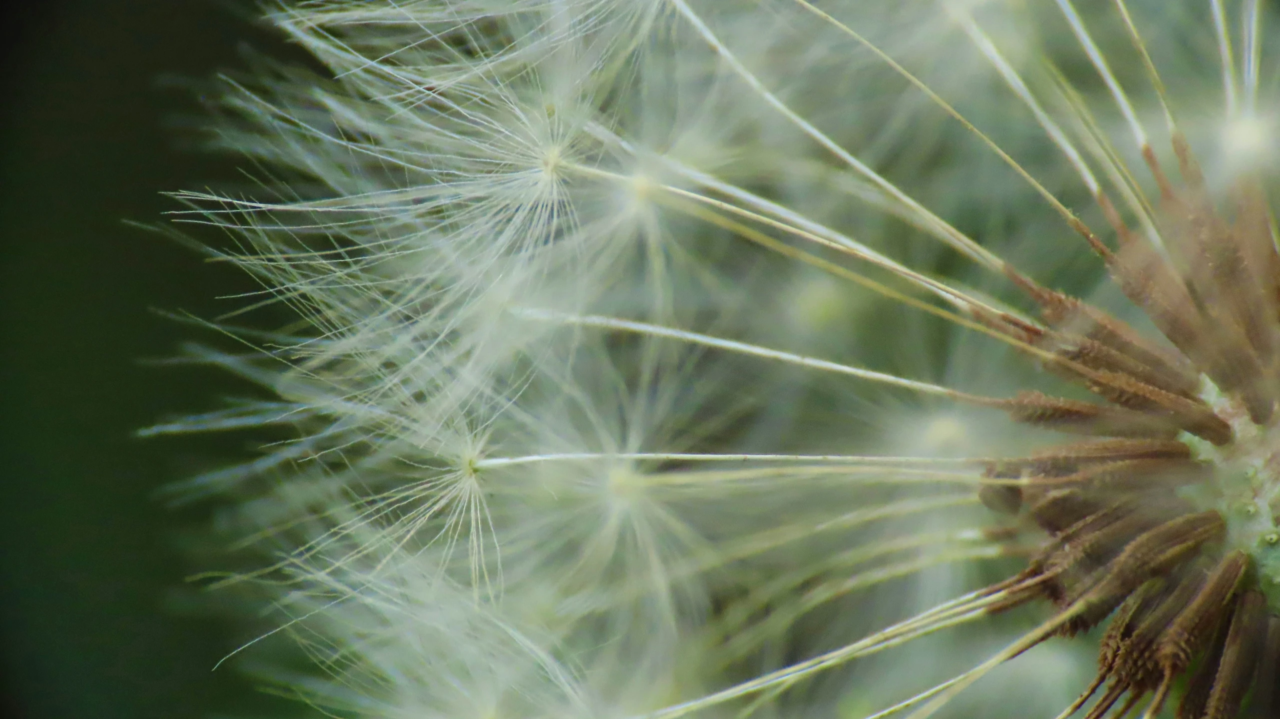 a dandelion with seed heads sitting in the middle of the dandelion