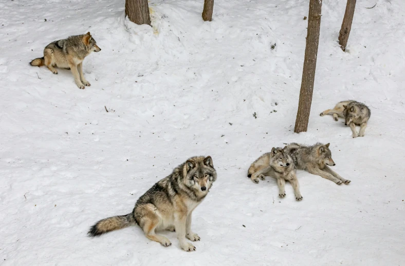 four wolfs in the snow with one in the foreground, and one in the background