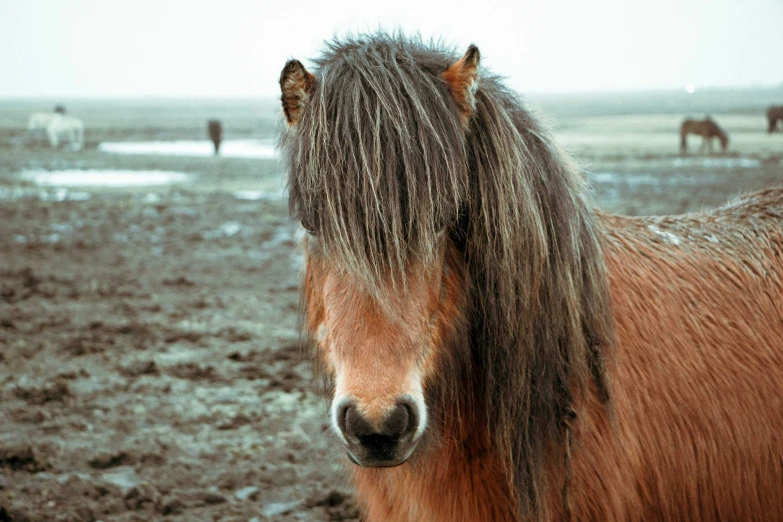 a brown horse with very long hair standing on the grass