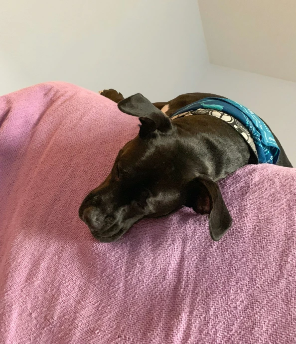 a dog is sleeping on a couch covered with a blanket