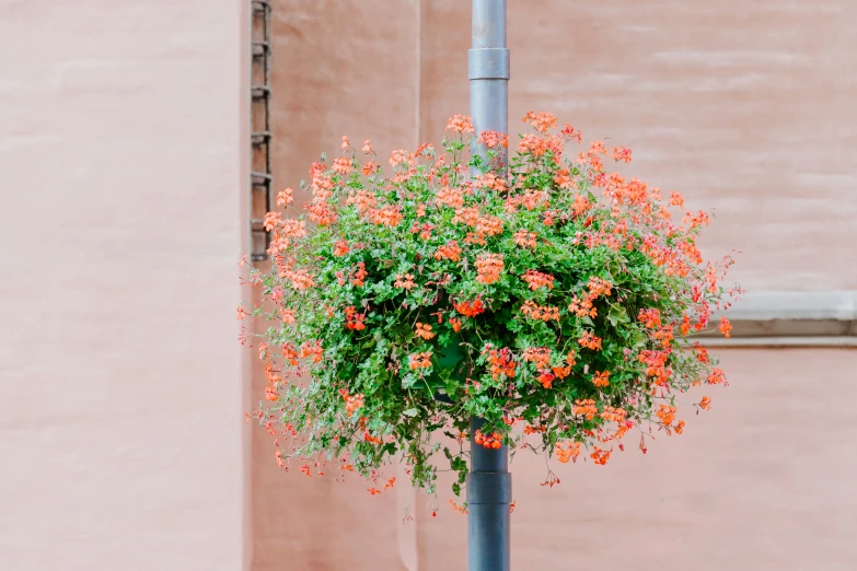 an orange flowering bush hangs on a pole