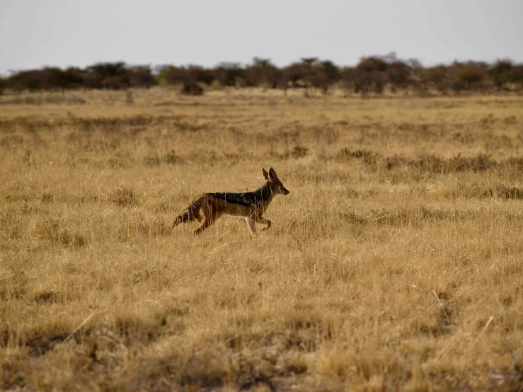 an animal stands alone in a field full of dry grass