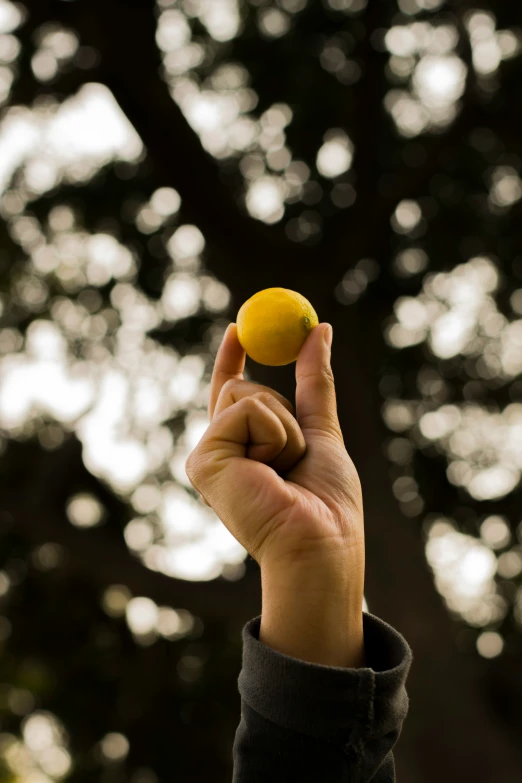 a person's hand holding an orange in front of trees