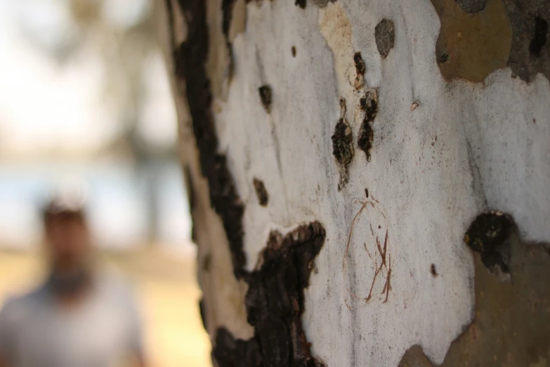 the bark of a tree has been eaten from