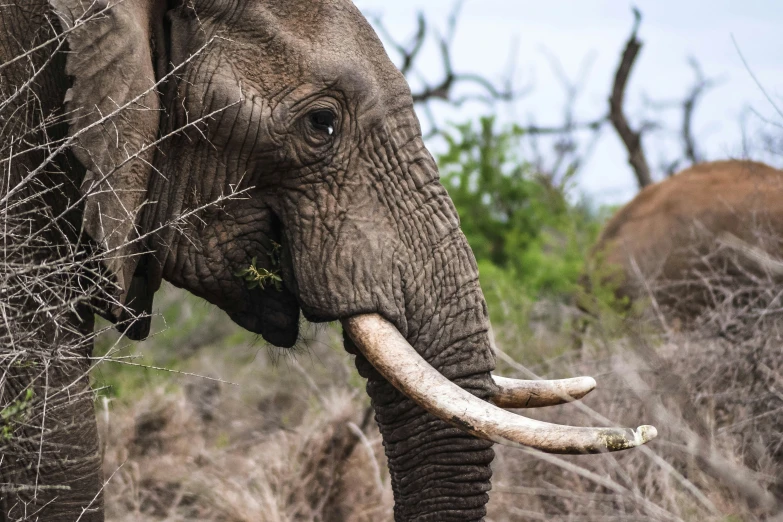 an elephant with tusks eating plants in the wild