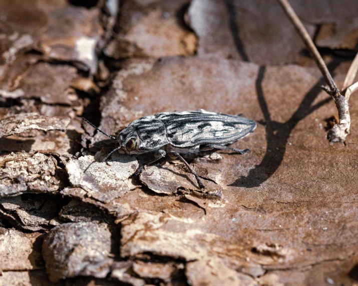 a bug that is standing on some rocks