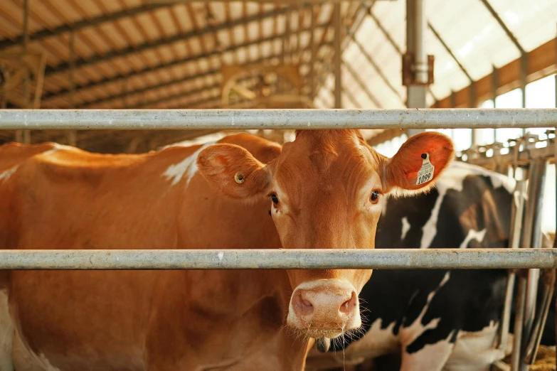 cows are standing inside a metal structure while their eyes are closed