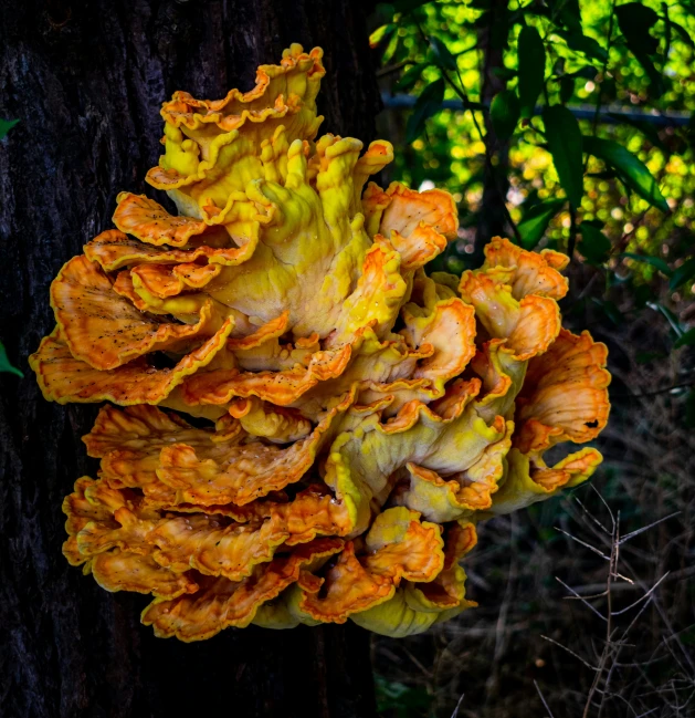 a cluster of yellow flowers growing on top of a tree