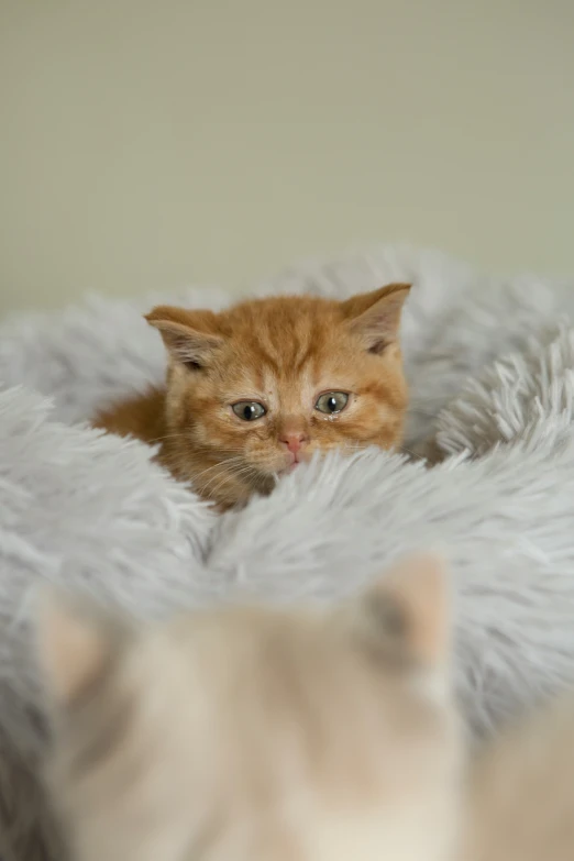 two orange kittens laying next to each other on a white blanket