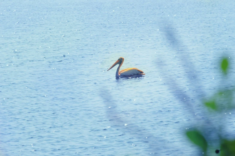 an orange and brown bird floating on top of a blue lake