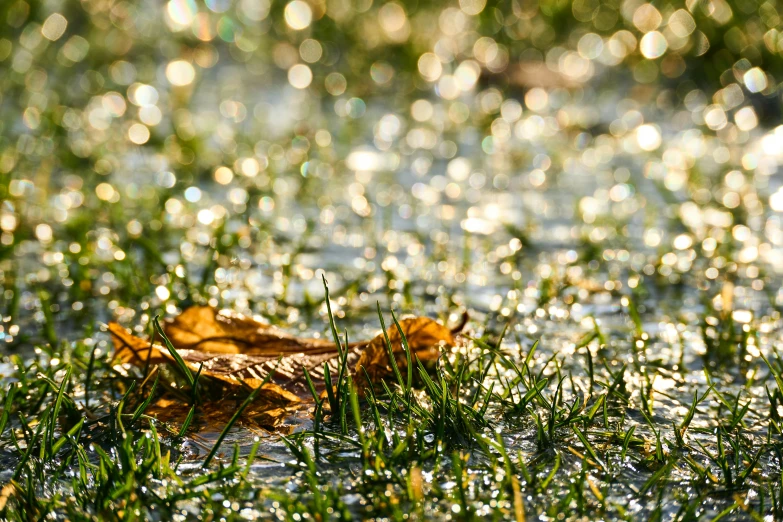 a wet leaf lying on the ground in some water