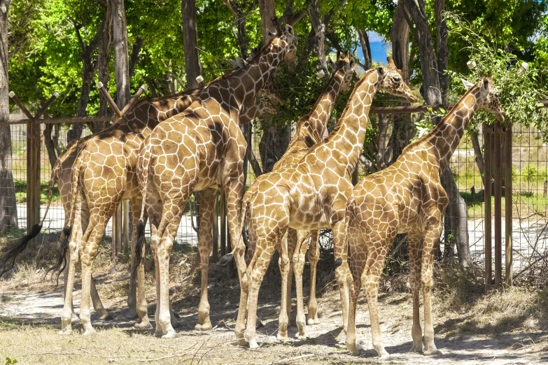 group of giraffes standing together in the sun