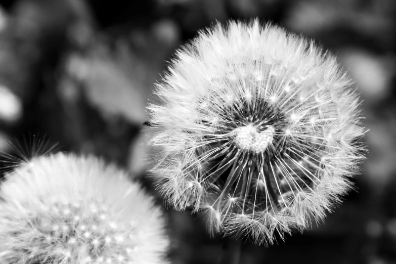 some very pretty looking dandelions in a field