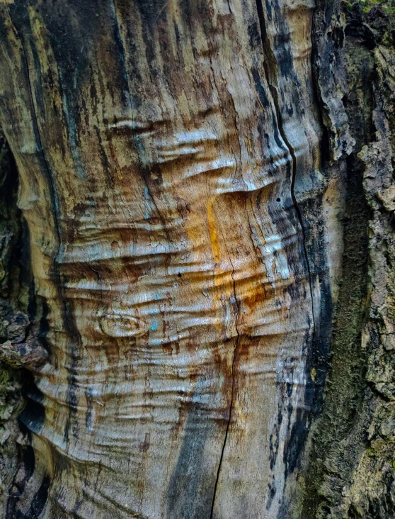 some brown trees bark with yellow spots