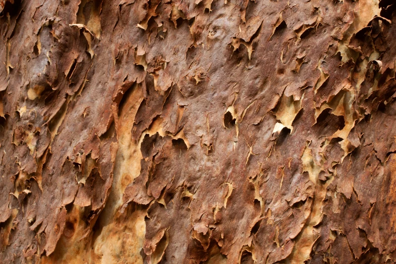 the bark and peelings of this tree give it an interesting pattern