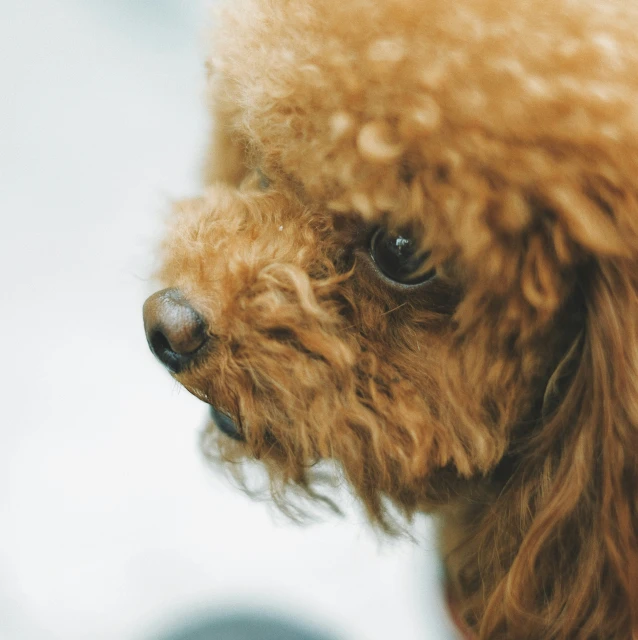 closeup of a poodle in front of a persons face