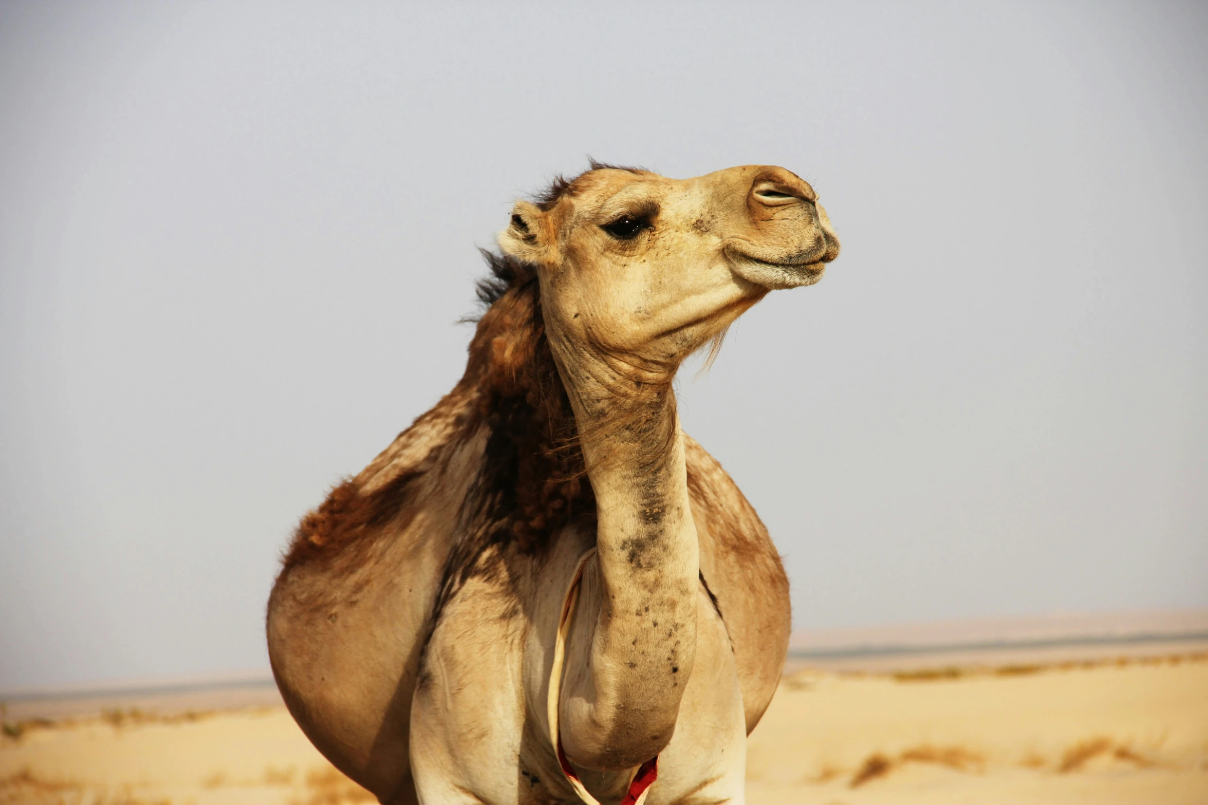 a camel standing in the desert with its head on its hind legs