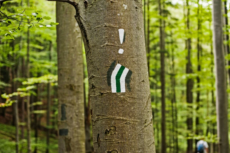 trees with painted arrows in the woods near two people
