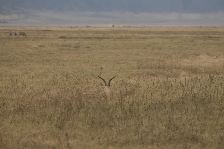 a deer that is standing in the middle of a field