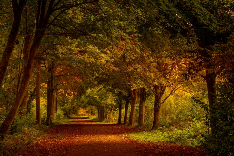 a pathway lined with trees in the autumn