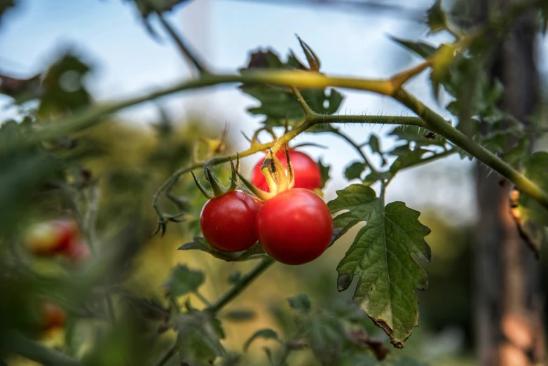 two tomatoes hanging on the leaves of an overripe tree