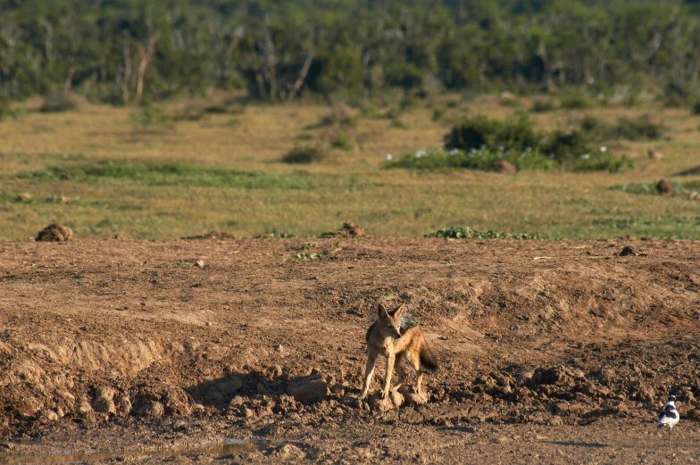 a small animal walking out of the desert