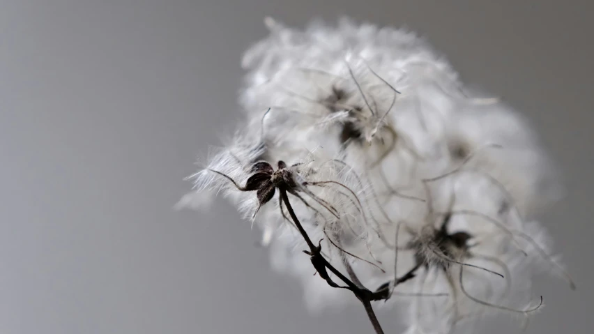 the seeds are blowing in the wind on a gray background