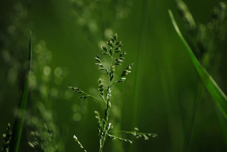 the small flower in the field is budding in the sun