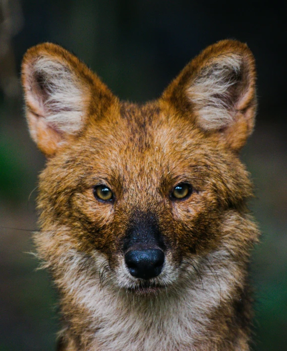 a closeup of the side view of a young brown fox