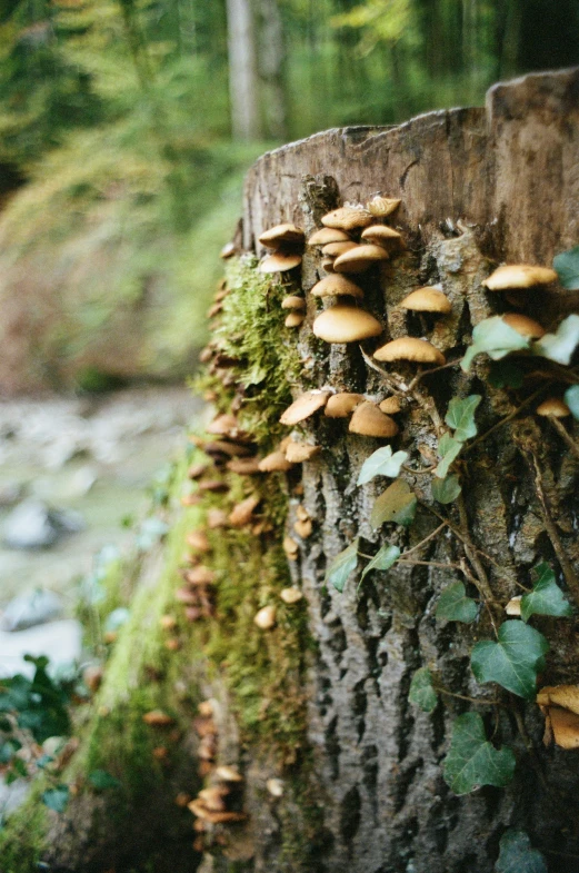 mushrooms grow on the bark of a tree in a forest